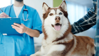 Veterinary Services for Comprehensive Pet Care