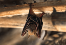 Field Notes From A Bat Exclusion On A Rented Ranch