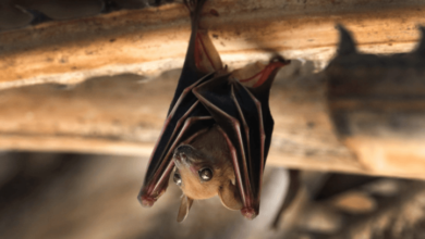 Field Notes From A Bat Exclusion On A Rented Ranch