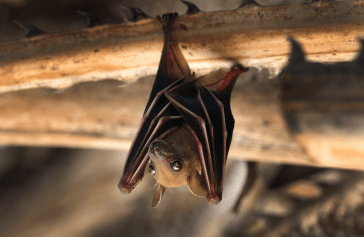 Field Notes From A Bat Exclusion On A Rented Ranch